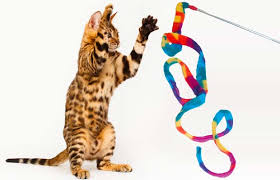Cat toys for enlightened pet owners everywhere! The 16 Best Interactive Cat Toys In 2020