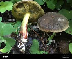 Image result for Xerocomellus diffractus