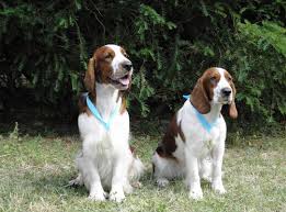 Image result for velššpringršpaněl