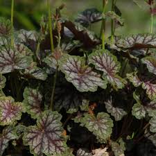 Image result for heuchera americana