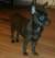 Full Grown Black Pomeranian Chihuahua Mix