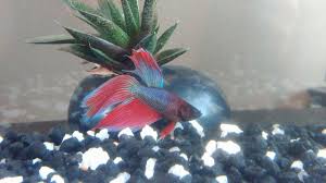 My Betta Has Been Sitting On The Bottom Of The Tank For A Full 24 Hours Now My Aquarium Club