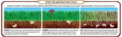 Easily apply with a scotts broadcast, drop, handheld, or wizz spreader and stop grubs. Insect Control And Grub Killer Scotts Grubex1
