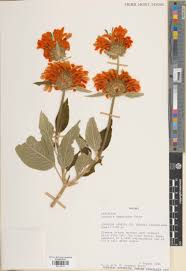 Image result for Leonotis decadonta