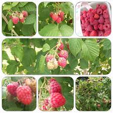 Grove Farm Pyo Pick Your Own Shoutjohn