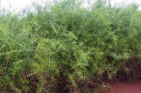 Image result for Scutia