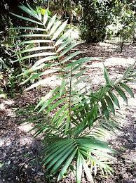 Image result for Raphia ruwenzorica