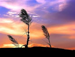 Location data required to access content on mobile devices for any live tv subscription. Stand In The Wind Stand Sunset Tree Wind Hd Wallpaper Peakpx
