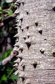 If the tree is flexible and 1 meter or more tall, the monkey could climb the tree and lift its chains with it, flex the tree towards the key, grab it and unlock its self. Monkey No Climb Tree Photograph By William Tasker