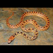 Sonoran Gopher Snake Pituophis Catenifer Affinis Snake Snakes For Sale Gopher