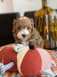 A black and white miniature (teacup cavapoo) chills out. Cavapoos Puppy Little Teton Doodles Dog Breeder