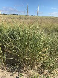 Here at clarks native trees, you can find an abundance of these beauties in stock and ready for all of your landscaping needs. Hybrid Beachgrass Could Mean Trouble For Northwest Coast Opb