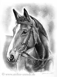 Hannoveraner Mare By Atelierarends On Deviantart Horse Drawings Animal Drawings Horse Sketch