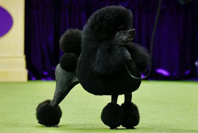 Meet 2024 Westminster best in show dog Sage - ABC News