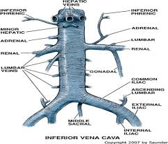 Ultrasonography may be used to identify abscess formation laparoscopy is helpful to confirm diagnosis. Disorders Of The Testicle Flashcards Quizlet