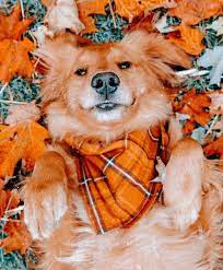 Fall Aesthetic Fall Dog Cute Fall Wallpaper Dog Photoshoot