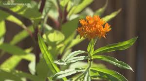 Brightly colored butterflies can be a welcome addition to your wildlife garden, not only because of their beauty, but also because of their usefulness in pollinating flowers. Wbns 10tv Columbus Ohio Columbus News Weather Sports 10tv Com