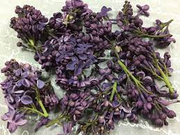 Purple Lilac Petals Freeze Dried Lilac Petals Sample Or 5 Etsy Freeze Dried Flower Petals Dried Flowers Petals