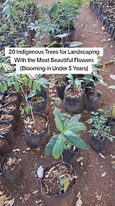 Image result for Rothmannia manganjae