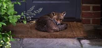Rewilding A Captivating Controversial 21st Century Concept To Address Ecological Degradation In A Rewilding Ecology Systems Biology