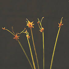 Image result for Isolepis prolifera