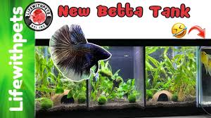 Betta fish tanks that are divided reduce maintenance because you only need to clean one tank monitoring your betta fish when it first goes into a divided tank is important. How To Set Up A Divided Betta Fish Tank