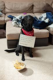 Img 0151 Jpg 1 414 2 121 Pixelsfrrfudhhrhdydj Pet Clothes Bad Dog Hips