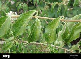 Image result for Volkameria glabra