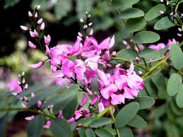What flowers do butterflies like australia. Attracting Butterflies To Your Garden Native Plant And Revegetation Specialists