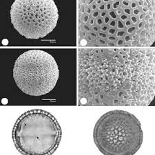 Image result for Fadogia schmitzii