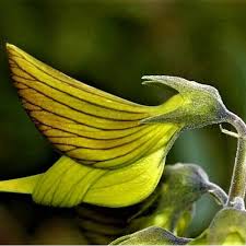 Image result for Crotalaria caudata