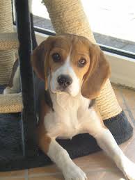 Ich wünsche mir einen schönen ort mit meinem eigenen körbchen. Lieber Beagle Sucht Neues Zuhause 659772