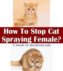 14 Majestic Cat Won T Stop Spraying House Cat Spray Cats Male Cat Spraying