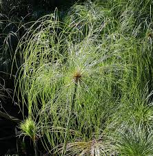 Image result for Cyperus sp.no.8