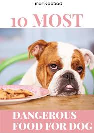 10 Most Dangerous Food For Dogs Dog Food Recipes Dangerous Foods For Dogs Healthy Dog Food Recipes