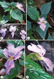 Image result for Impatiens gesneroidea