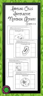 The diagram, like the one above, will include labels of the major parts of an animal cell including the cell membrane, nucleus, ribosomes, mitochondria, vesicles, and cytosol. Students Will Create 4 Different Interactive Notebook Diagrams Of The Following Cells Animal Cel Interactive Notebooks Science Cells Cell Interactive Notebook