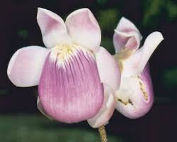 Image result for Echinochloa brevipedicellata