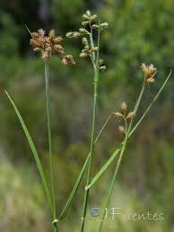 Image result for Fuirena pubescens