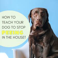 How To Get Your Dog To Stop Peeing All Over The House Pethelpful