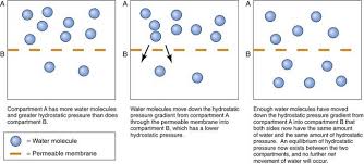 Assessment And Care Of Patients With Fluid And Electrolyte