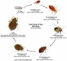 3737 west chapman avenue, orange, ca 92868, usa. Professional Pest Management Bed Bugs Professional Pest Management