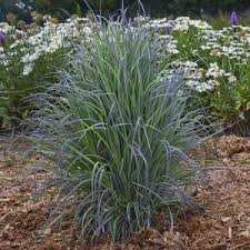 Image result for Schizachyrium jeffreysii