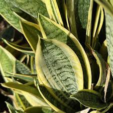 Image result for Sansevieria trifasciata