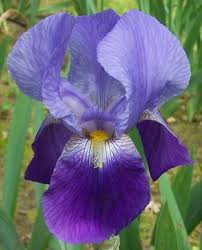Similarly, people who receive flowers may not know their meaning and hence. Tbamas Tbathrue Iris Wiki Iris Flowers Iris Garden Iris Painting