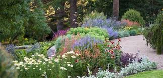 It's a popular hedge option as it quite dense and can be trimmed and 'topiaried' to your heart's content. Clive Blazey Explains The Australian Flower Summer Garden