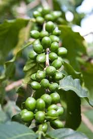 Jamaican Blue Mountain Coffee Or Jamaica Blue Mountain Coffee Is A Classification Of Coffee Grown I Jamaican Blue Mountain Coffee Blue Mountain Coffee Jamaica
