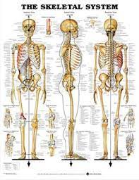 Poster Skeletal System Laminated Skelsl Human Skeleton Anatomy Skeletal System Anatomy Human Bones Anatomy