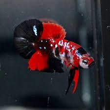 Betta Splendens Tumblr Betta Aquarium Koi Betta Betta Fish Tank