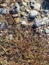 Image result for Digitaria remotigluma